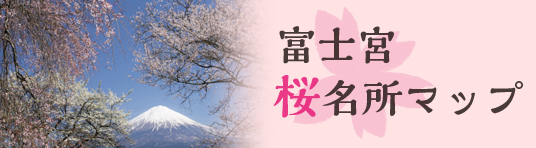 富士山桜情報