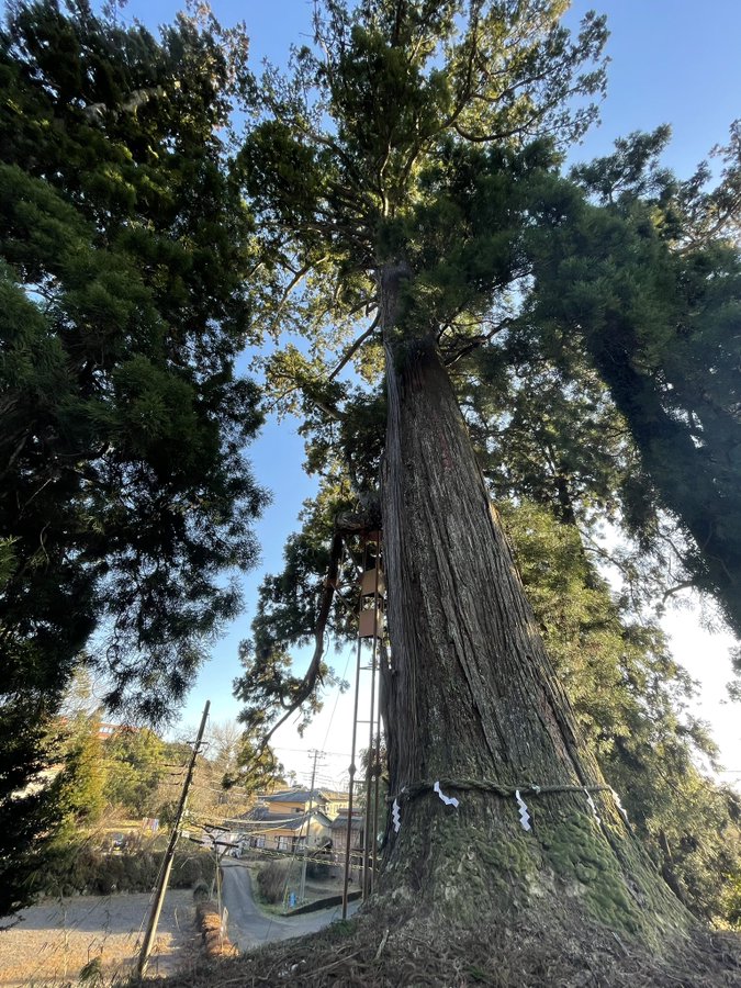 村山浅間神社 杉