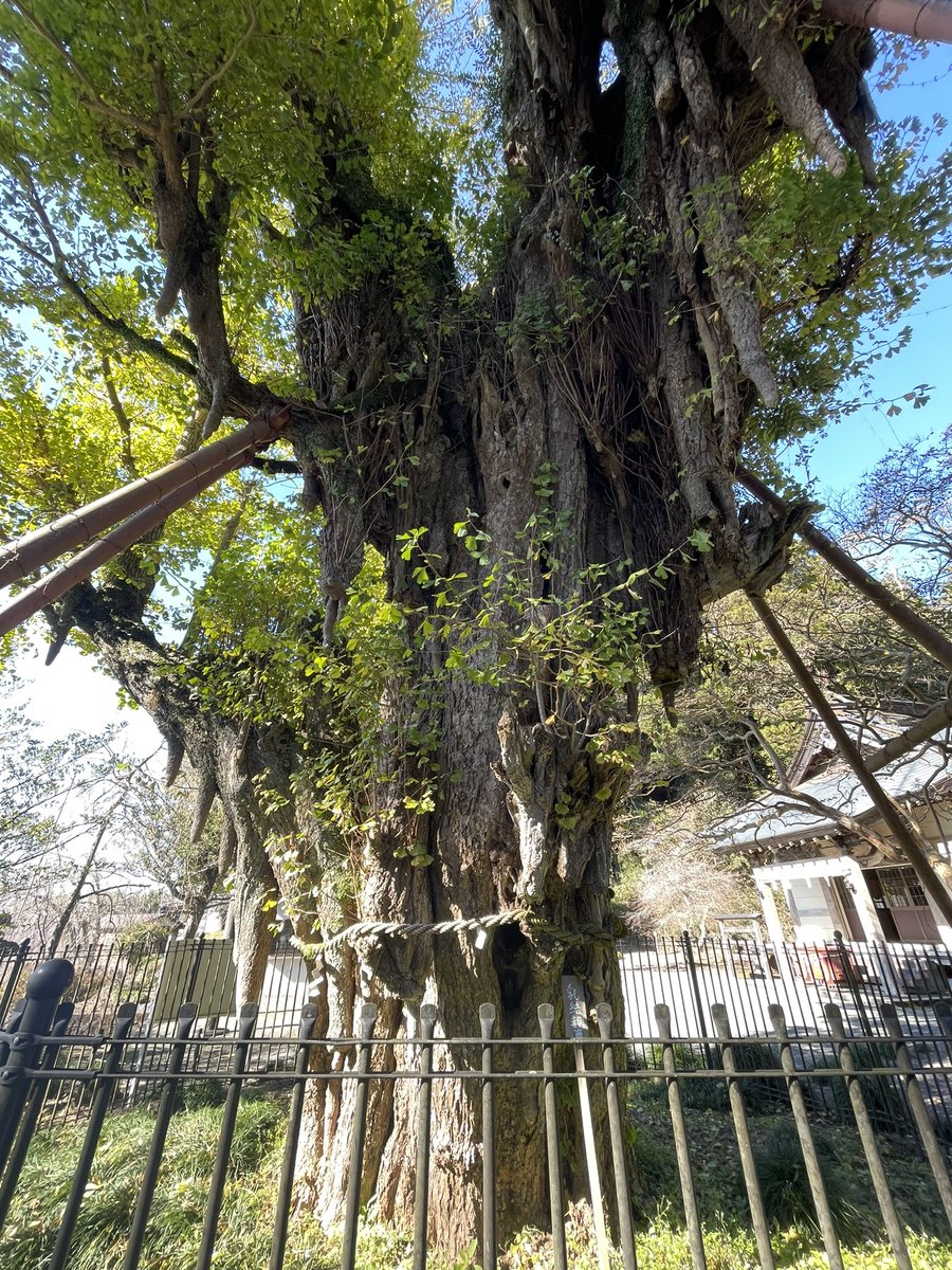 村山浅間神社 イチョウ