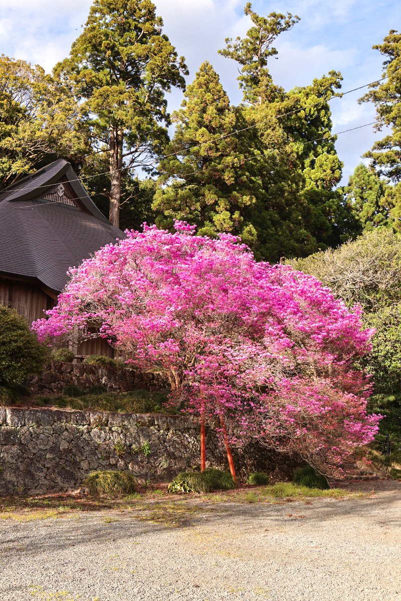 村山浅間神社 ミツバツツジ