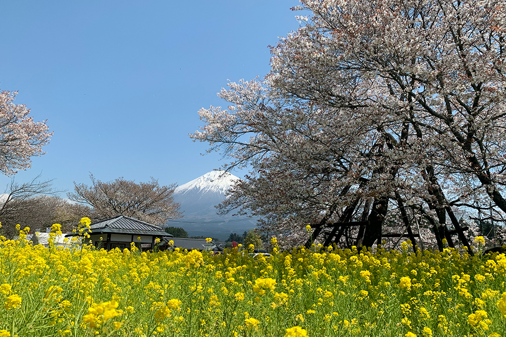 井出の代官屋敷（狩宿の下馬ザクラ）