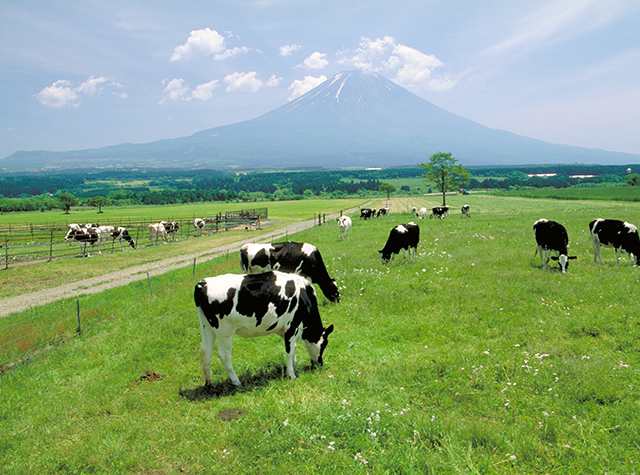 朝霧高原