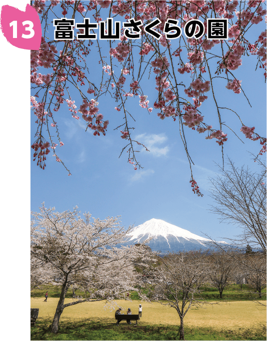 富士山さくらの園