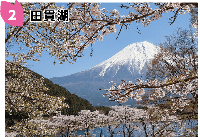 富士宮市観光協会 » 富士山と桜の撮影スポット 富士宮桜名所マップ