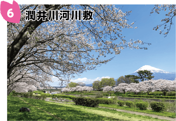 潤井川河川敷の桜