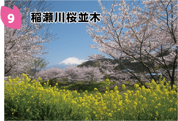 稲瀬川桜並木の桜